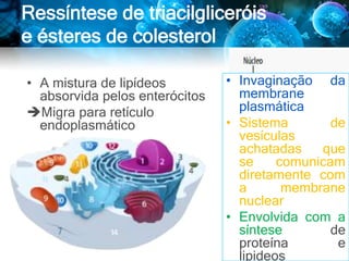 Ressíntese de triacilgliceróis
e ésteres de colesterol
• A mistura de lipídeos
absorvida pelos enterócitos
Migra para retículo
endoplasmático
• Invaginação da
membrane
plasmática
• Sistema de
vesículas
achatadas que
se comunicam
diretamente com
a membrane
nuclear
• Envolvida com a
síntese de
proteína e
lipideos
 