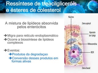 Ressíntese de treacilgliceróis
e ésteres de colesterol
A mistura de lipídeos absorvida
pelos enterócitos
Migra para retículo endoplasmático
Ocorre a biossíntese de lipídeos
complexos
Eventos:
Produtos da degradaçao
Conversão desses produtos em
formas ativas
 