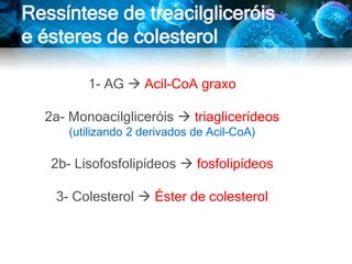 Ressíntese de treacilgliceróis
e ésteres de colesterol
1- AG  Acil-CoA graxo
2a- Monoacilgliceróis  triaglicerídeos
(utilizando 2 derivados de Acil-CoA)
2b- Lisofosfolipídeos  fosfolipídeos
3- Colesterol  Éster de colesterol
 
