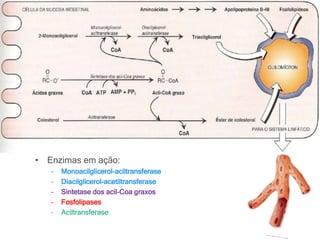 • Enzimas em ação:
– Monoacilglicerol-aciltransferase
– Diacilglicerol-acetiltransferase
– Sintetase dos acil-Coa graxos
– Fosfolipases
– Aciltransferase
 