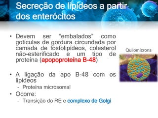 Secreção de lipídeos a partir
dos enterócitos
• Devem ser “embalados” como
gotículas de gordura circundada por
camada de fosfolipídeos, colesterol
não-esterificado e um tipo de
proteína (apopoproteína B-48)
• A ligação da apo B-48 com os
lipídeos
– Proteína microsomal
• Ocorre:
– Transição do RE e complexo de Golgi
Quilomícrons
 