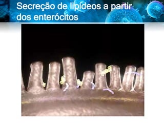 Secreção de lipídeos a partir
dos enterócitos
• Oieee 28
– Oieeee 24
 