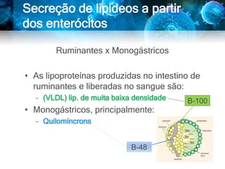 Ruminantes x Monogástricos
• As lipoproteínas produzidas no intestino de
ruminantes e liberadas no sangue são:
– (VLDL) lip. de muita baixa densidade
• Monogástricos, principalmente:
– Quilomíncrons
Secreção de lipídeos a partir
dos enterócitos
B-100
B-48
 