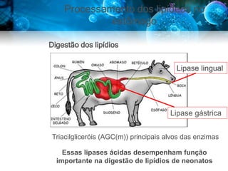 Processamento dos lipídeos no
estômago
Digestão dos lipídios
Lipase gástrica
Lipase lingual
Triacilgliceróis (AGC(m)) principais alvos das enzimas
Essas lipases ácidas desempenham função
importante na digestão de lipídios de neonatos
 