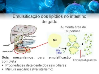 Emulsificação dos lipídios no intestino
delgado
Aumenta área de
superfície
Enzimas digestivas
Atua
Dois mecanismos para emulsificação
completa
 Propriedades detergente dos sais biliares
 Mistura mecânica (Peristaltismo)
 