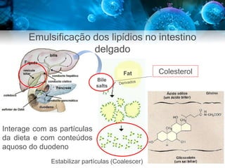 Bile
salts
Emulsificação dos lipídios no intestino
delgado
Fat Colesterol
Interage com as partículas
da dieta e com conteúdos
aquoso do duodeno
Estabilizar partículas (Coalescer)
 