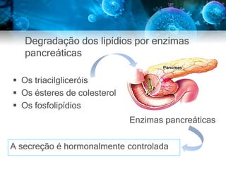 Degradação dos lipídios por enzimas
pancreáticas
Enzimas pancreáticas
 Os triacilgliceróis
 Os ésteres de colesterol
 Os fosfolipídios
A secreção é hormonalmente controlada
 