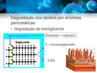 Degradação dos lipídios por enzimas
pancreáticas
• Degradação de triacilgliceróis
2 - monoacilgliceróis
2 AG
(Esterase + colipase)
 