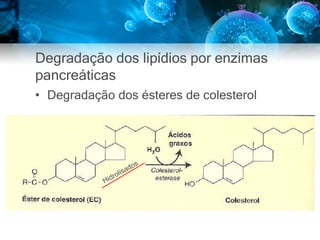 Degradação dos lipídios por enzimas
pancreáticas
• Degradação dos ésteres de colesterol
 