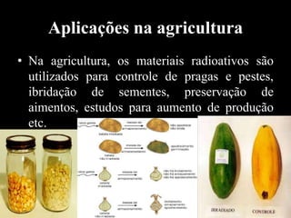 Aplicações na agricultura
• Na agricultura, os materiais radioativos são
utilizados para controle de pragas e pestes,
ibridação de sementes, preservação de
aimentos, estudos para aumento de produção
etc.

 