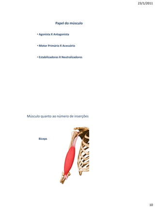 23/1/2011




                    Papel do músculo

      • Agonista X Antagonista


      • Motor Primário X Acessório


      • Estabilizadores X Neutralizadores




Músculo quanto ao número de inserções




       Bíceps




                                                  10
 