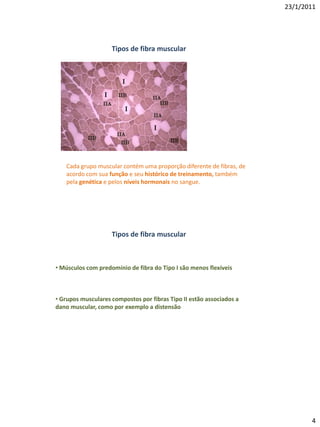 23/1/2011




                    Tipos de fibra muscular




   Cada grupo muscular contém uma proporção diferente de fibras, de
   acordo com sua função e seu histórico de treinamento, também
   pela genética e pelos níveis hormonais no sangue.




                    Tipos de fibra muscular



• Músculos com predomínio de fibra do Tipo I são menos flexíveis



• Grupos musculares compostos por fibras Tipo II estão associados a
dano muscular, como por exemplo a distensão




                                                                             4
 