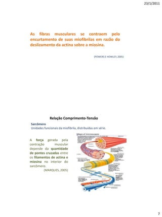 23/1/2011




As fibras musculares se contraem pelo
encurtamento de suas miofibrilas em razão do
deslizamento da actina sobre a miosina.

                                               (POWERS E HOWLEY, 2005)




              Relação Comprimento-Tensão
Sarcômero
Unidades funcionais da miofibrila, distribuídas em série.


A força gerada pela
contração       muscular
depende da quantidade
de pontes cruzadas entre
os filamentos de actina e
miosina no interior do
sarcômero.
         (MARQUES, 2005)




                                                                                7
 