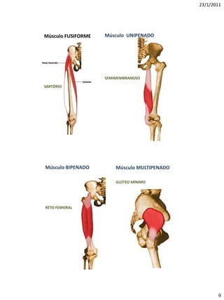 23/1/2011




Músculo FUSIFORME   Músculo UNIPENADO




                    SEMIMEMBRANOSO

SARTÓRIO




Músculo BIPENADO        Músculo MULTIPENADO

                        GLÚTEO MÍNIMO




RETO FEMORAL




                                                     9
 