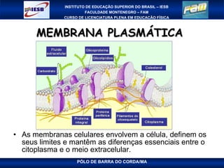 MEMBRANA PLASMÁTICA  As membranas celulares envolvem a célula, definem os seus limites e mantêm as diferenças essenciais entre o citoplasma e o meio extracelular. 