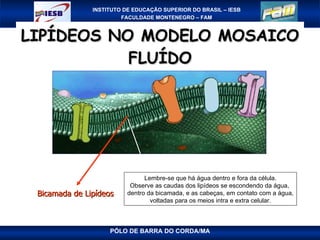LIPÍDEOS NO MODELO MOSAICO FLUÍDO Bicamada de Lipídeos Lembre-se que há água dentro e fora da célula. Observe as caudas dos lipídeos se escondendo da água,  dentro da bicamada, e as cabeças, em contato com a água, voltadas para os meios intra e extra celular. 