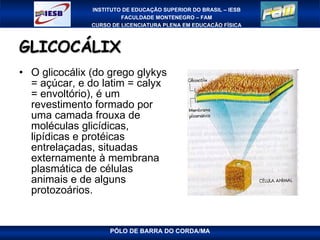 GLICOCÁLIX O glicocálix (do grego glykys = açúcar, e do latim = calyx = envoltório), é um revestimento formado por uma camada frouxa de moléculas glicídicas, lipídicas e protéicas entrelaçadas, situadas externamente à membrana plasmática de células animais e de alguns protozoários. 