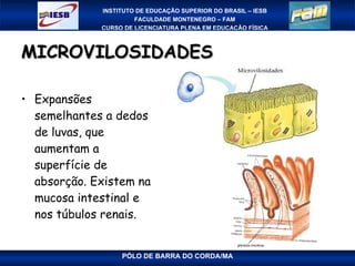 MICROVILOSIDADES Expansões semelhantes a dedos de luvas, que aumentam a superfície de absorção. Existem na mucosa intestinal e nos túbulos renais. 