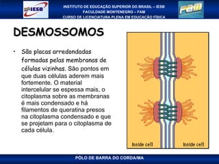 DESMOSSOMOS São placas arredondadas formadas pelas membranas de células vizinhas.  São pontos em que duas células aderem mais fortemente. O material intercelular se espessa mais, o citoplasma sobre as membranas é mais condensado e há filamentos de queratina presos na citoplasma condensado e que se projetam para o citoplasma de cada célula. 