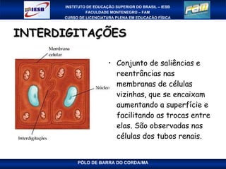 INTERDIGITAÇÕES Conjunto de saliências e reentrâncias nas membranas de células vizinhas, que se encaixam aumentando a superfície e facilitando as trocas entre elas. São observadas nas células dos tubos renais. 