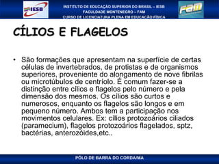 CÍLIOS E FLAGELOS São formações que apresentam na superfície de certas células de invertebrados, de protistas e de organismos superiores, proveniente do alongamento de nove fibrilas ou microtúbulos de centríolo. É comum fazer-se a distinção entre cílios e flagelos pelo número e pela dimensão dos mesmos. Os cílios são curtos e numerosos, enquanto os flagelos são longos e em pequeno número. Ambos tem a participação nos movimentos celulares. Ex: cílios protozoários ciliados (paramecium), flagelos protozoários flagelados, sptz, bactérias, anterozóides,etc.. 