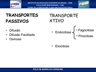 TRANSPORTES PASSIVOS Difusão Difusão Facilitada Osmose TRANSPORTE ATIVO Endocitose Exocitose Fagocitose Pinocitose 