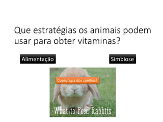 Que estratégias os animais podem
usar para obter vitaminas?
Alimentação Simbiose
Coprofagia dos coelhos!
 