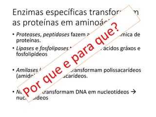 Enzimas específicas transformam
as proteínas em aminoácidos
• Proteases, peptidases fazem a digestão química de
proteínas.
• Lipases e fosfolipases transformam ácidos gráxos e
fosfolipídeos
• Amilases (dextrinase) transformam polissacarídeos
(amido) em oligossacarídeos.
• Nucleases transformam DNA em nucleotídeos 
nucleosídeos
 