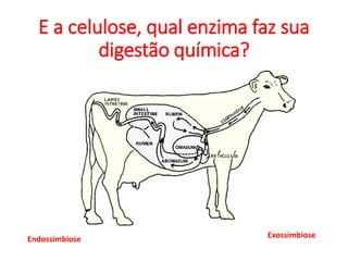 E a celulose, qual enzima faz sua
digestão química?
Endossimbiose Exossimbiose
 