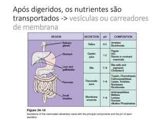 Após digeridos, os nutrientes são
transportados -> vesículas ou carreadores
de membrana
 