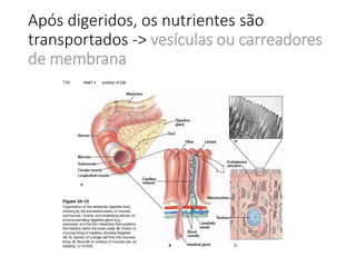 Após digeridos, os nutrientes são
transportados -> vesículas ou carreadores
de membrana
 