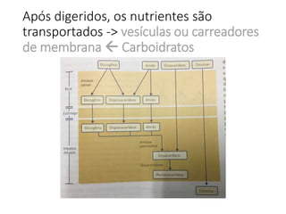 Após digeridos, os nutrientes são
transportados -> vesículas ou carreadores
de membrana  Carboidratos
 