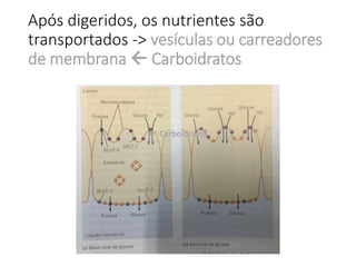 Após digeridos, os nutrientes são
transportados -> vesículas ou carreadores
de membrana  Carboidratos
 Carboidratos
 