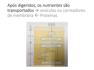 Após digeridos, os nutrientes são
transportados -> vesículas ou carreadores
de membrana  Proteínas
 