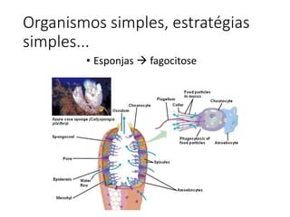 Organismos simples, estratégias
simples...
• Esponjas  fagocitose
 