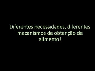 Diferentes necessidades, diferentes
mecanismos de obtenção de
alimento!
 