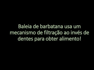 Baleia de barbatana usa um
mecanismo de filtração ao invés de
dentes para obter alimento!
 