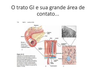 O trato GI e sua grande área de
contato...
 