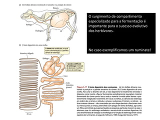 O surgimento de compartimento
especializado para a fermentação é
importante para o sucesso evolutivo
dos herbívoros.
No caso exemplificamos um ruminate!
 