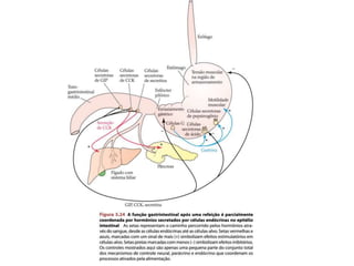 Aula 03 e 04 - Alimento metabolismo e Digestão