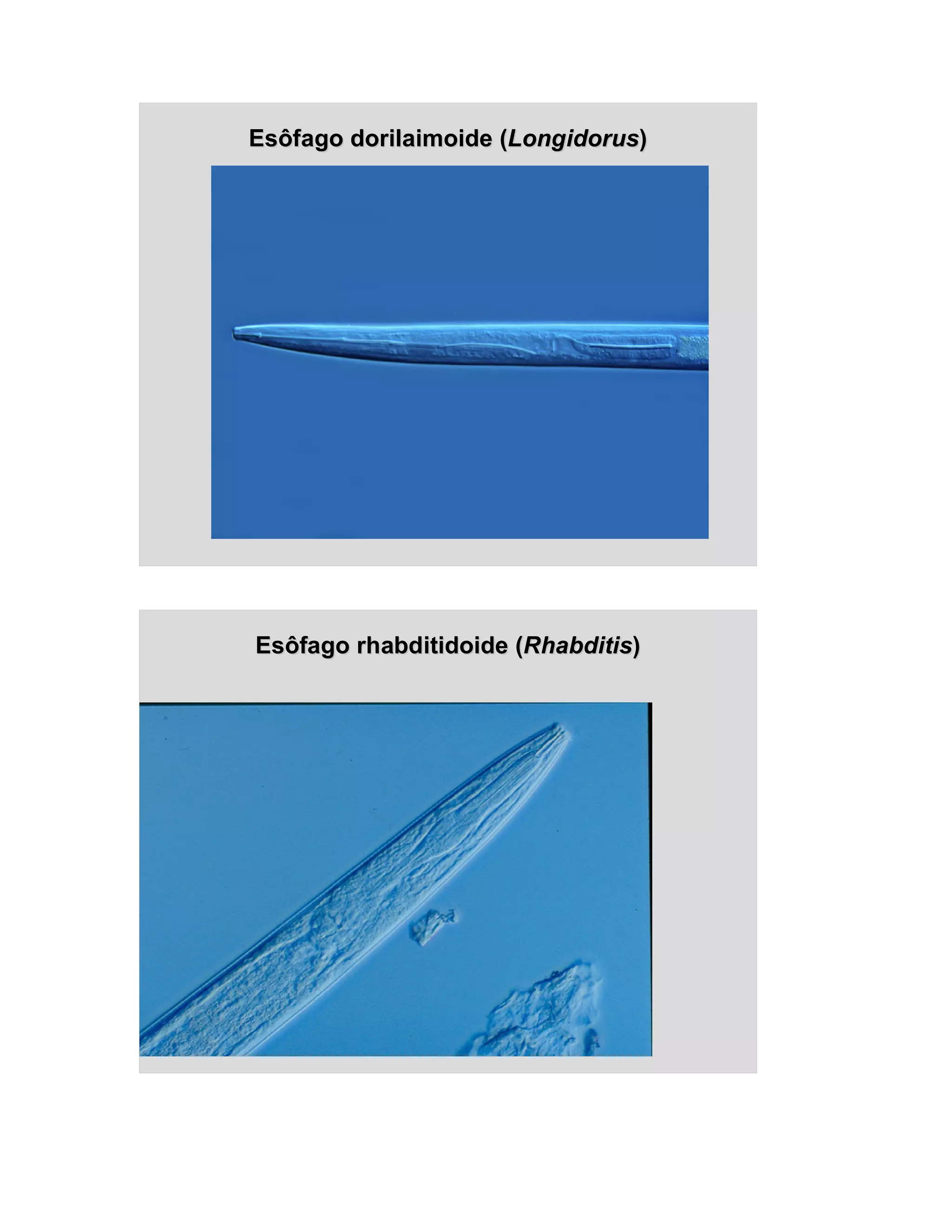 Nematologia Agricola UFMT - anatomia e morfologia | PDF | Ear, Nose and ...