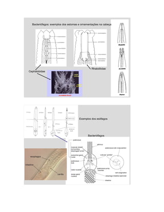 Nematologia Agricola UFMT - anatomia e morfologia | PDF