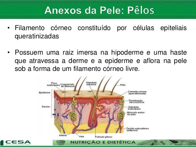 Pele E Anexos: O Que São E Suas Maiores Funções – SBMOQQ