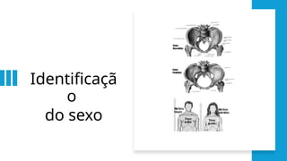 Identificaçã
o
do sexo
 