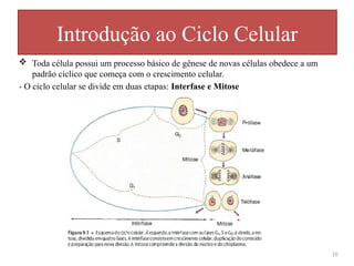  Toda célula possui um processo básico de gênese de novas células obedece a um
padrão cíclico que começa com o crescimento celular.
- O ciclo celular se divide em duas etapas: Interfase e Mitose
Introdução ao Ciclo Celular
10
 