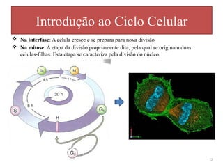  Na interfase: A célula cresce e se prepara para nova divisão
 Na mitose: A etapa da divisão propriamente dita, pela qual se originam duas
células-filhas. Esta etapa se caracteriza pela divisão do núcleo.
Introdução ao Ciclo Celular
12
 