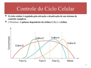  O ciclo celular é regulado pela ativação e desativação de um sistema de
controle complexo.
 2 Proteínas: A quinase dependente da ciclina (Cdk) e a ciclina.
Controle do Ciclo Celular
13
 