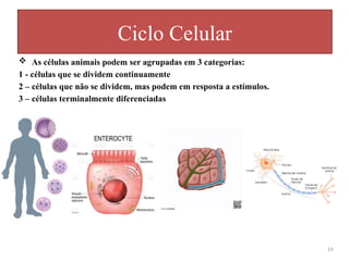  As células animais podem ser agrupadas em 3 categorias:
1 - células que se dividem continuamente
2 – células que não se dividem, mas podem em resposta a estímulos.
3 – células terminalmente diferenciadas
Ciclo Celular
14
 