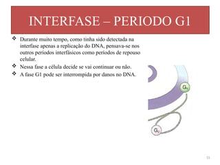  Durante muito tempo, como tinha sido detectada na
interfase apenas a replicação do DNA, pensava-se nos
outros períodos interfásicos como períodos de repouso
celular.
 Nessa fase a célula decide se vai continuar ou não.
 A fase G1 pode ser interrompida por danos no DNA.
INTERFASE – PERIODO G1
15
 