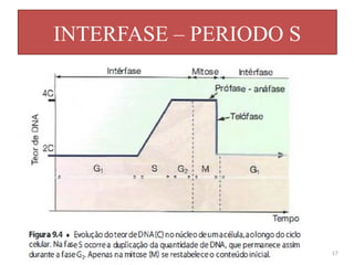 INTERFASE – PERIODO S
17
 